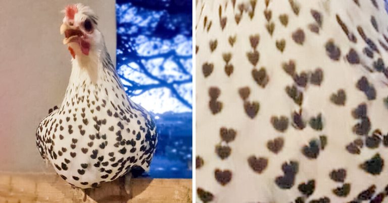 15 elragadó állat, akik megnyerték a genetikai lottót