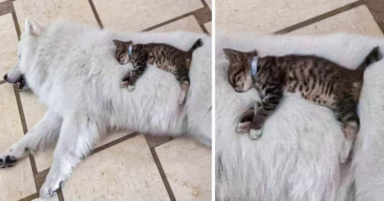 15+ kép, ami garantálja a kiváló hangulatot