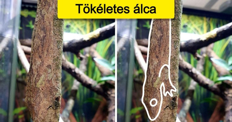 15+ szerencsés ember, aki megörökítette a természet legnagyobb kincseit