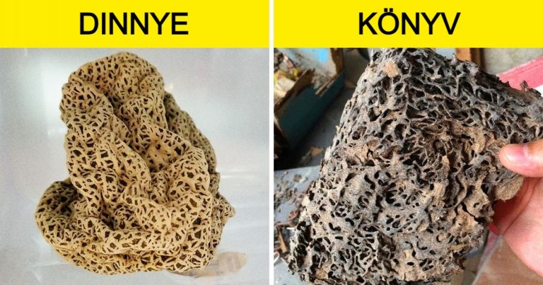 16 fotó, ami egyszerűen és érthetően válaszol pár „Mi lett volna, ha?” kérdésre