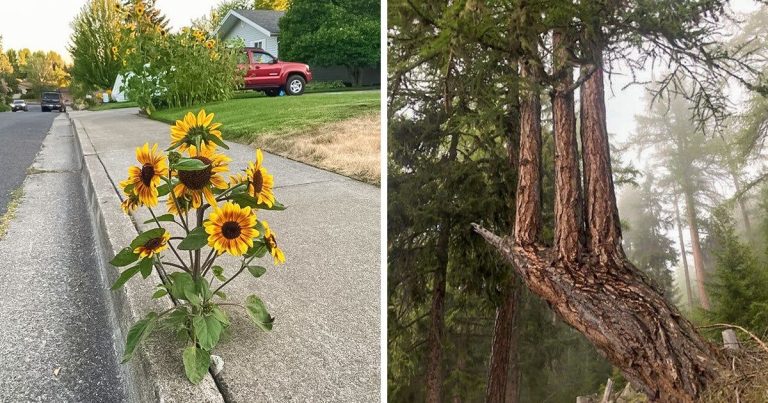 20 alkalom, amikor tanúi voltunk az anyatermészet élni akarásának