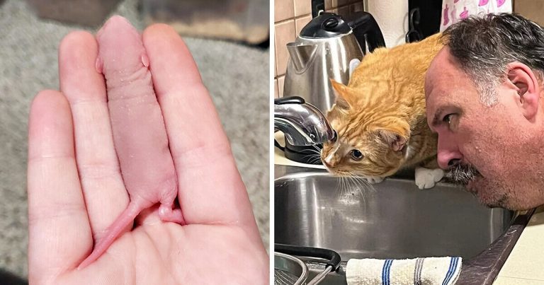 21 ellenállhatatlanul aranyos fotó, ami azonnal jobb kedvre derít