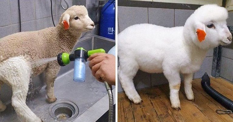 23 „előtte” és „utána” fotón az állatok, amelyek olyanok, mint éjjel és nappal