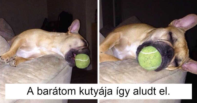 18 kép, ami miatt egyszerre fogsz elérzékenyülni és nevetni