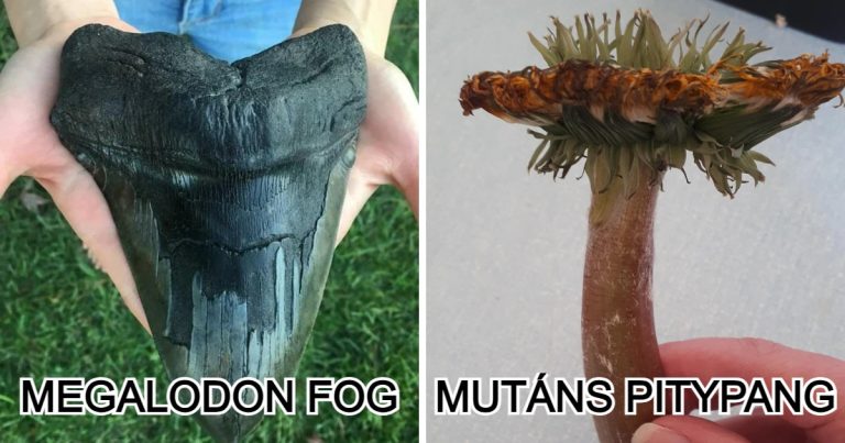 20 erőteljes fotó, amelyek bizonyítják, hogy a természet nem játszótér