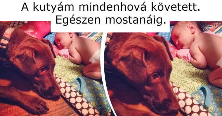 14 háziállat, akik gazdájuk iránti szeretetét a világon semmi pénzért nem lehet megvenni