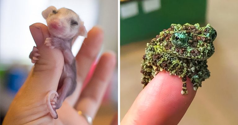 18 állat, ami „miniatűr változata” izgalomba hoz
