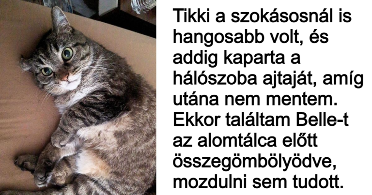 18 felelősségteljes háziállat, akinek hatalmas szíve van