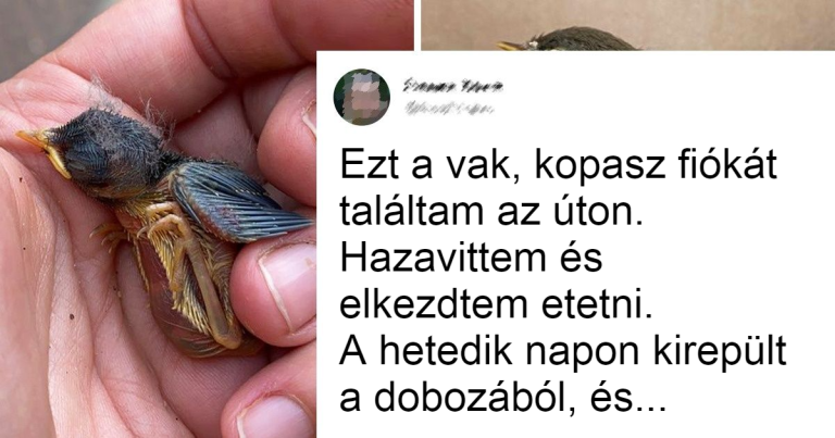 20+ vadállat, akit az emberek megmentettek és a legjobb barátaik lettek