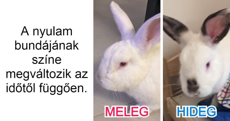 15 meglepetés a természettől, amit sikerült megörökíteniük az embereknek