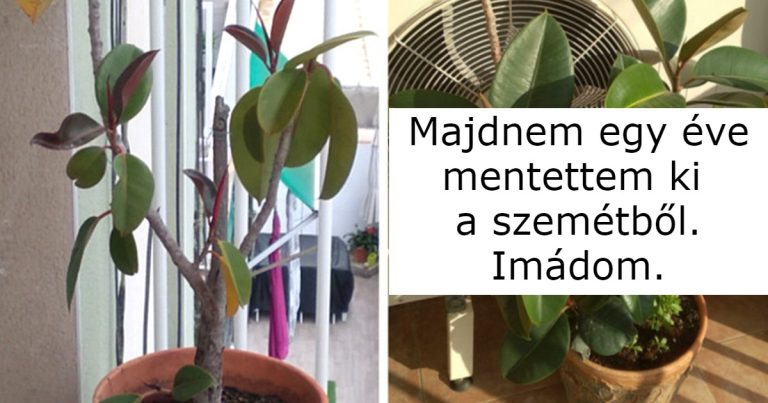20+ ember, aki még a sivatag közepén is képes lenne virágzó kertet nevelni