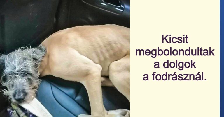 15 optikai illúzió, ami átveri az elménket