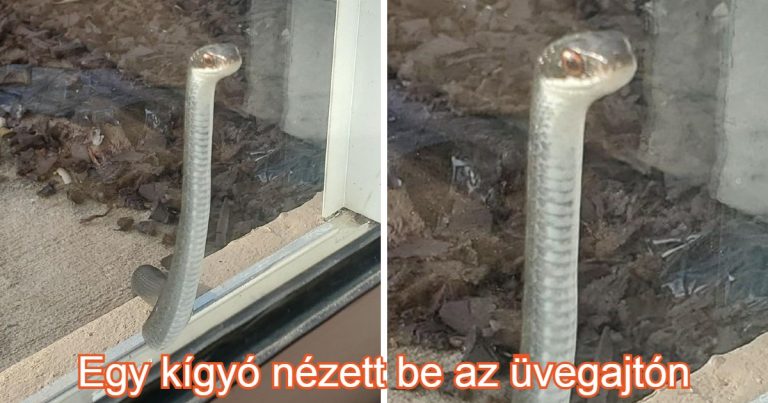 20 rendkívüli dolog, ami feldobta az emberek napját