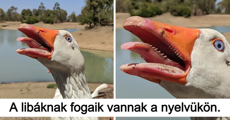 15 ember, aki olyan furcsa dolgokat szúrt ki, amiket csak kevesen láthatnak közülünk