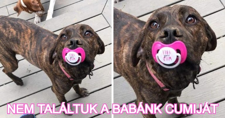 15+ kép bizonyítja, hogy az állatok ugyanolyan imádnivalóak és furcsák, mint az emberek