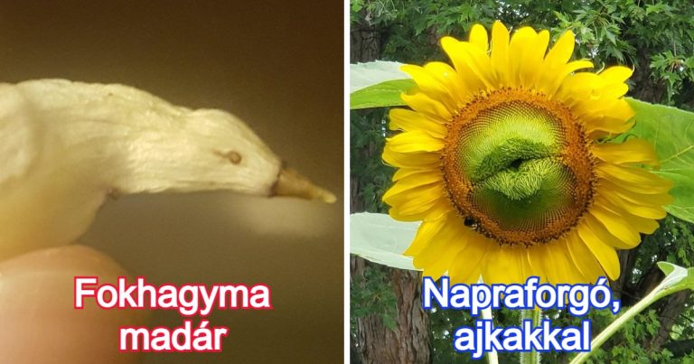 20 alkalom, mikor a természet megmutatta nekünk, mit jelent valójában a kreativitás