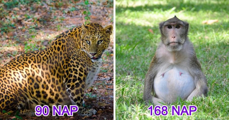 A 20 legédesebb várandós állat-anyuka és miben különbözik a várandósságuk