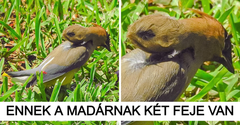 13 alkalom, amikor a természet bebizonyította, hogy az „Egyedi” a második neve