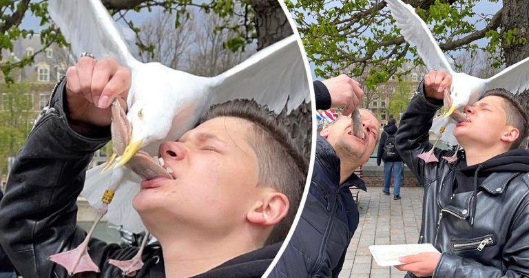 15+ állatok, akiket nem érdekelnek a szabályok