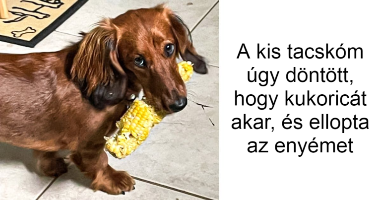 19 fotó, ami bizonyítja, hogy gyorsan kell enni, ha van háziállatod