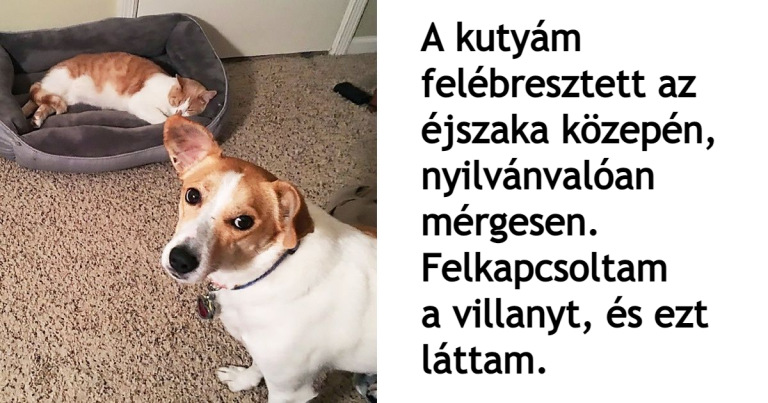 20 rosszkedvű állat, akiket most azonnal megvigasztalnánk