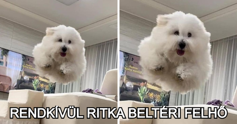 15 fotó, ami megnevettetett minket anélkül, hogy igazán megpróbálta volna