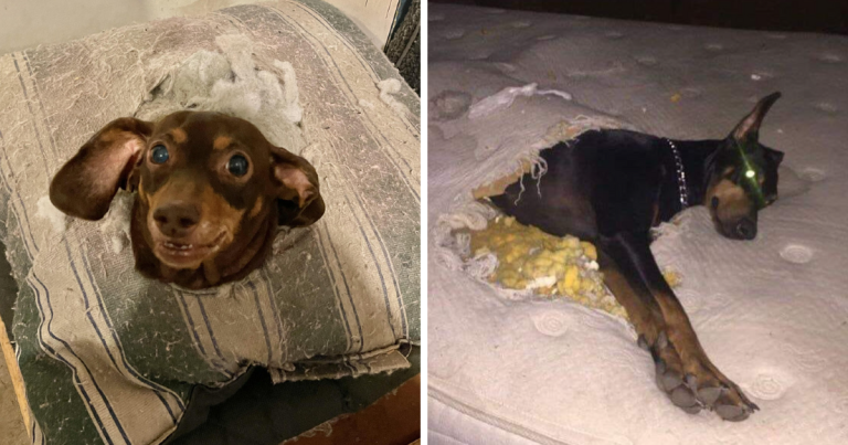 18 háziállat, akik egzisztenciális válságon mennek keresztül