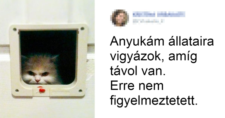 18 kemény macska, aki elől nem lehet egy könnyen meglépni