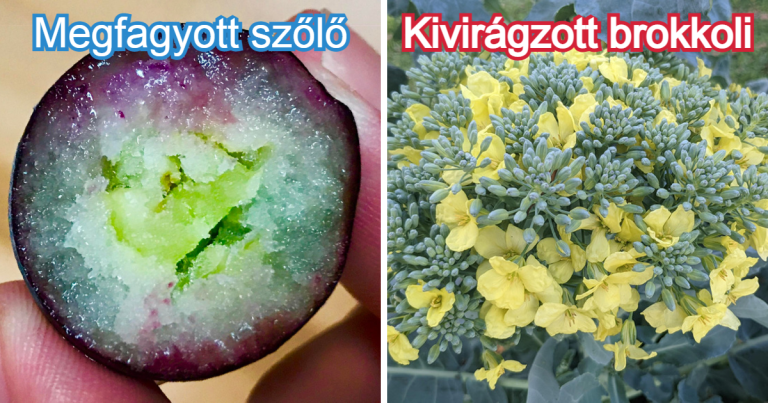 19 fotó arról, hogy néha a kis dolgok okozzák a legnagyobb meglepetést