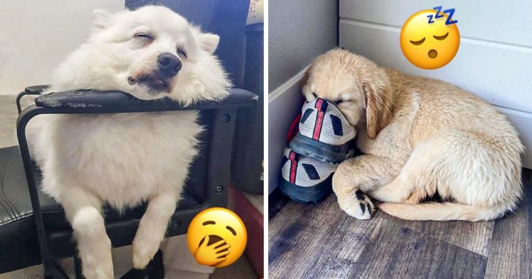 20 kutya, aki nem törődik azzal, hogy alvás közben „normális” legyen