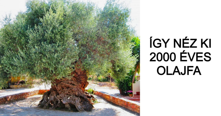 20 lenyűgöző meglepetés a természettől, amire nem számítottunk