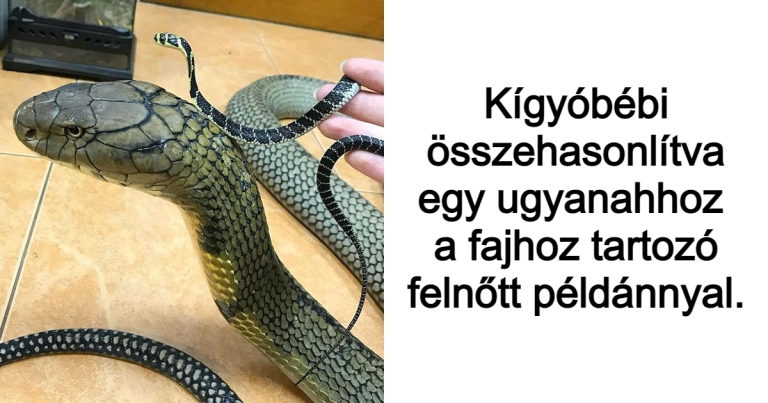 20 ritka kép, amely megváltoztatja az életről alkotott véleményedet