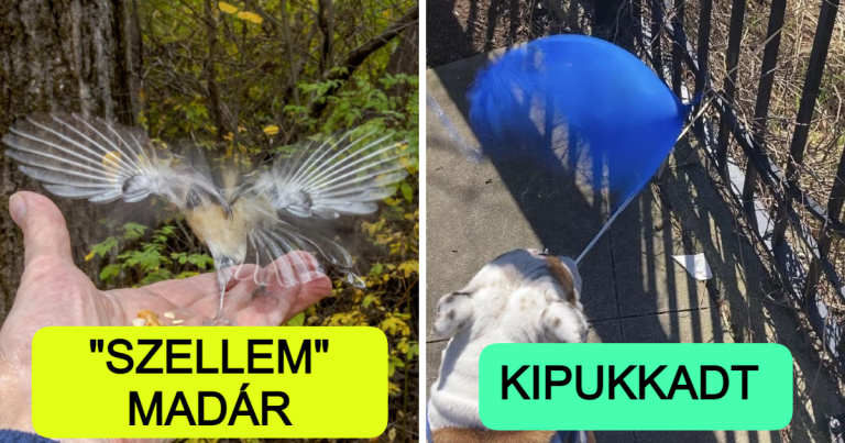 17 kép, amit a legszerencsésebb pillanatban rögzítettek