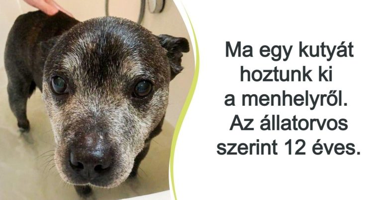18 állat, aki nem várt semmi jót az élettől, de a sors mégis rá mosolygott
