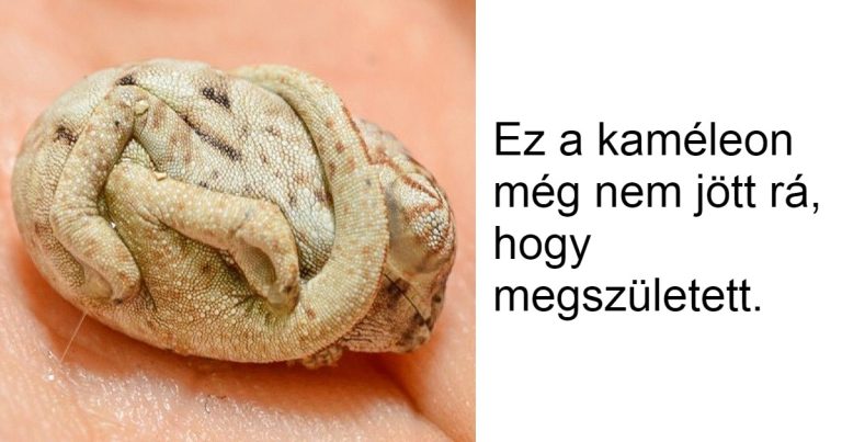 18 csodálatos dolog, amit aligha fogsz látni a mindennapjaidban