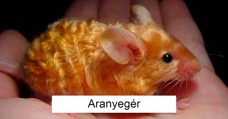 20 csodálatos és hátborzongató csoda a természettől