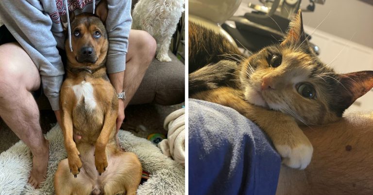 21 háziállat, aki szemében annyi a szeretet, hogy az meggyógyítja a lelkedet