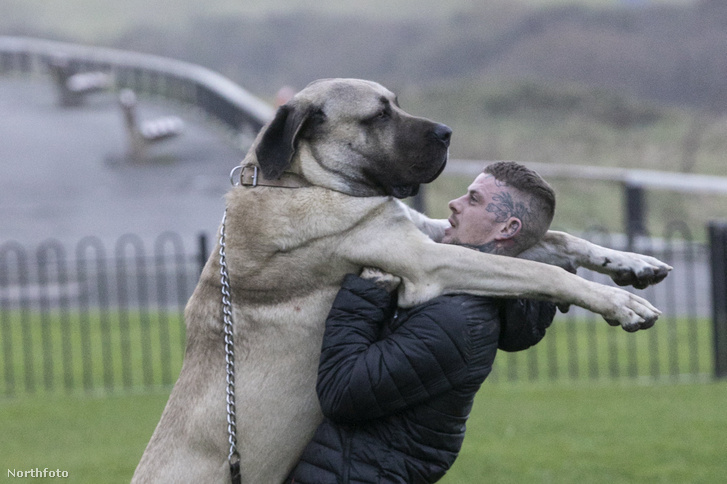 Anglia legnagyobb kutyája annyit nyom, mint egy kiselefánt
