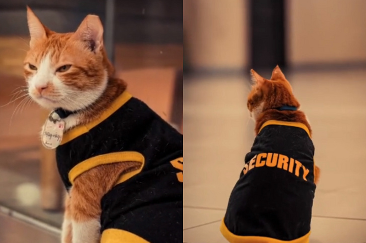 Imádja az internet népe a kóbor macskát, amelyik biztonsági őrnek állt
