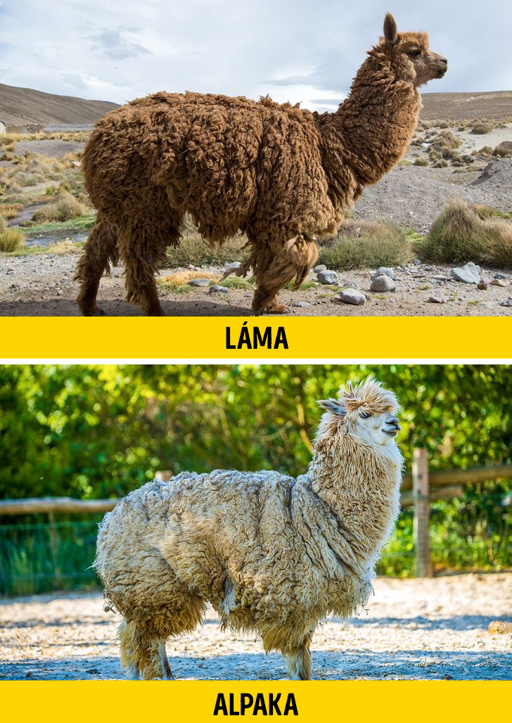 Lama vagy alpaka