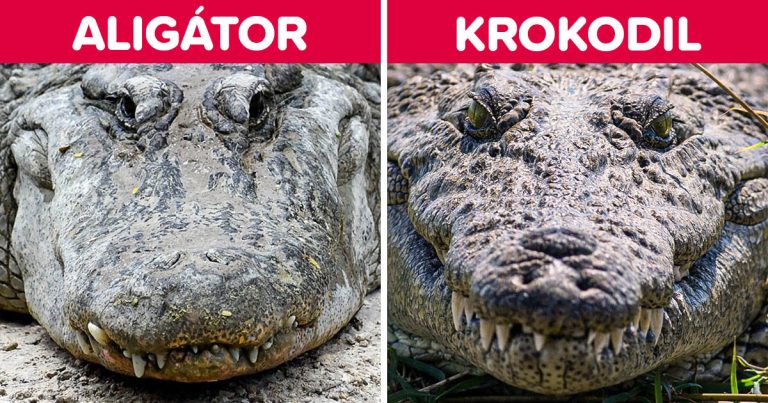 10 állatpár, amit gyakran összekevernek az emberek, pedig a valóságban ég és föld közöttük a különbség