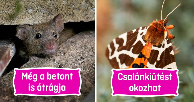 10 lény, ami csak látszólag ártalmatlan, de valójában nagyon veszélyes lehet