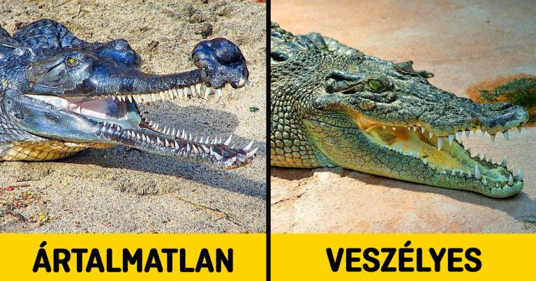 13 állat, akiktől gyakran félünk, pedig ártalmatlanok