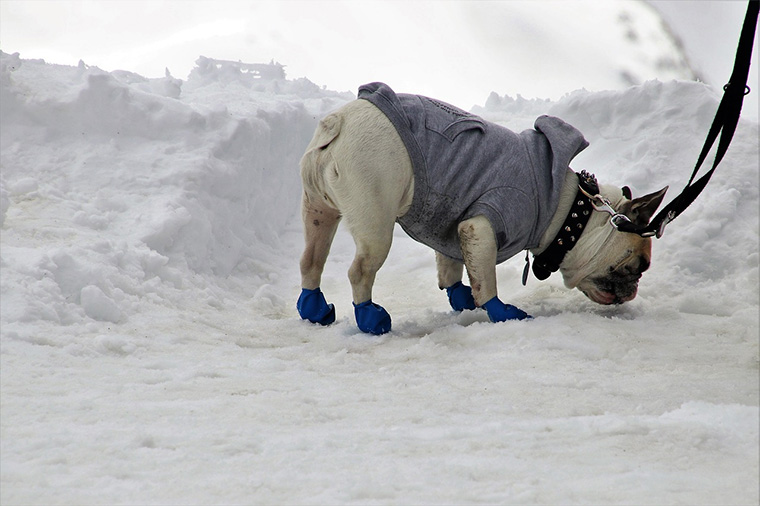 Kutyacipo es kutyaruha