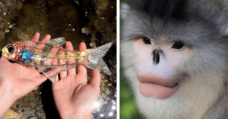 15 állat, amit csak nagyon kevesen láttak, és jól mutatják, hogy mennyire nem ismerjük a bolygónk