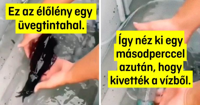 11 élőlény, amikben egyértelműen van legalább egy űrlényektől származó DNS