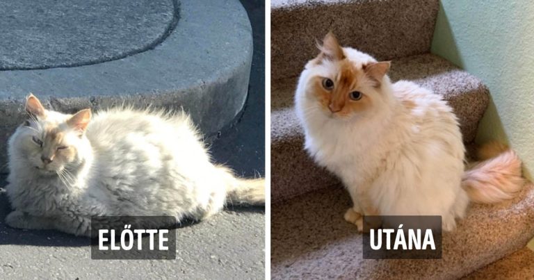 15 fotó, ami megmutatja, hogyan változnak át az utcáról és a menhelyről befogadott állatok
