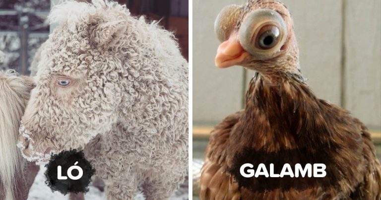 15 háziállat és haszonállat, amely könnyedén megkaphatná a világ nyolcadik csodája címet