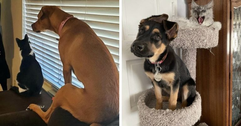16 fotó kutyákról, akik annyira közel kerültek a macskákhoz, hogy véletlenük még a szokásaikat is átvették