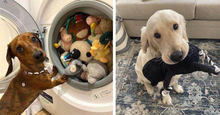 20 aranyos példa rá, hogy a háziállatok mennyire tudják szeretni a kedvenc játékaikat